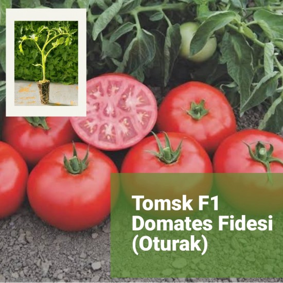 Domates Fidesi Oturak - TOMSK F1